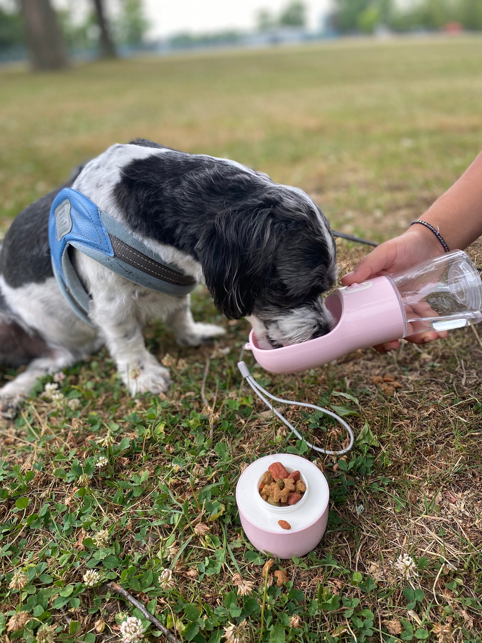 Portable Dog Water Bottle